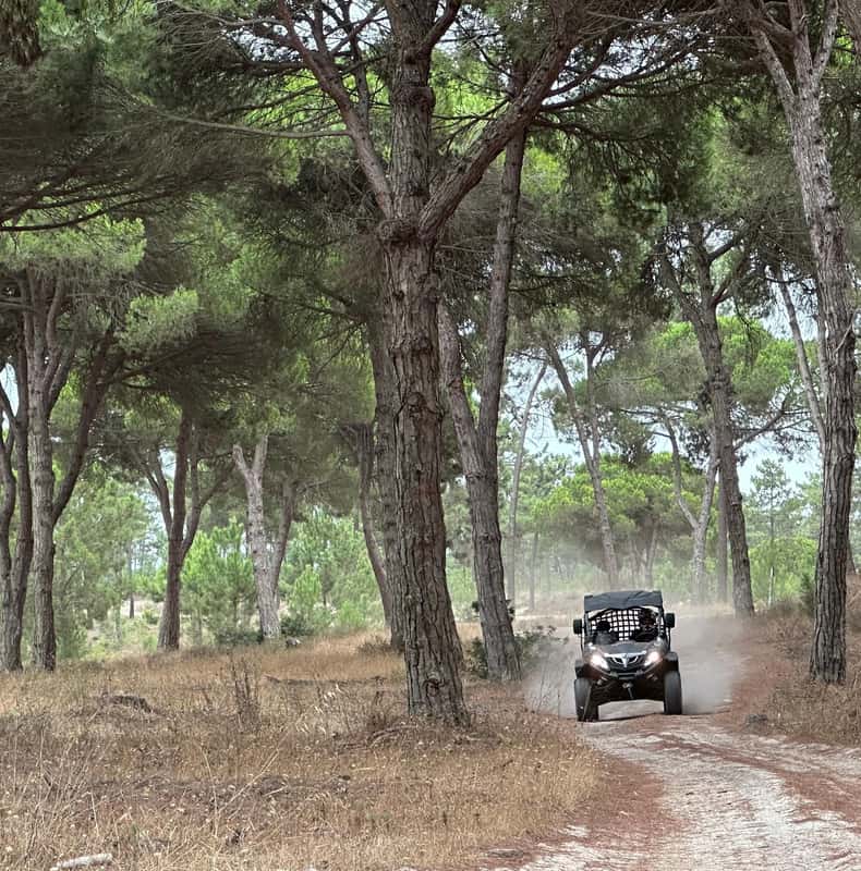 Forest, Sand & Ocean Buggy Tour in the pine forest